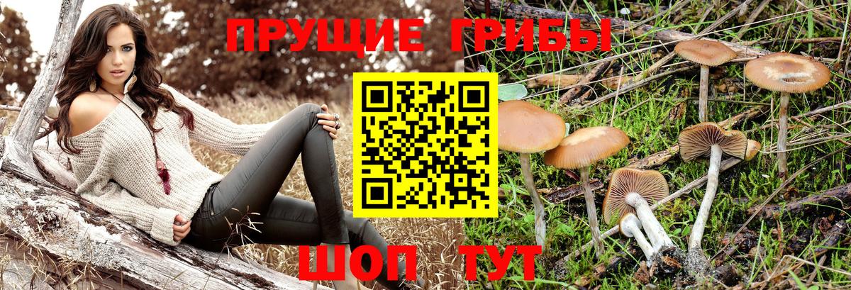 Псилоцибиновые грибы прущие грибы Сургут